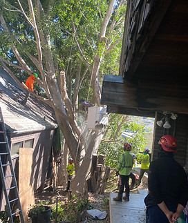 tree-service-san-diego 7941.jpeg