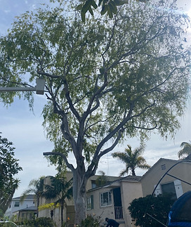tree-service-san-diego 8036.jpeg