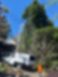 tree-service-san-diego 7947.jpeg