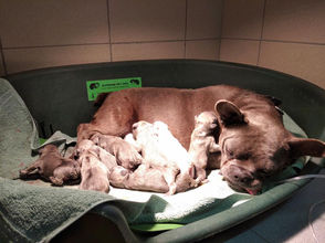naissance chiots par césarienne.jpg