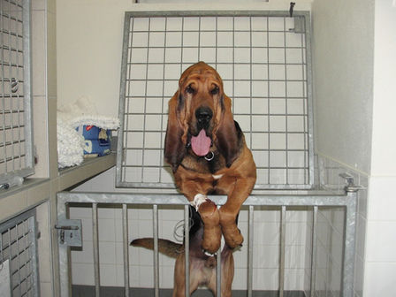 hospitalisation chien.JPG