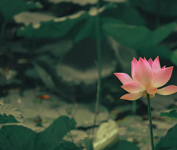 Screenshot 2024-12-11 at 2.42.32 PM.png