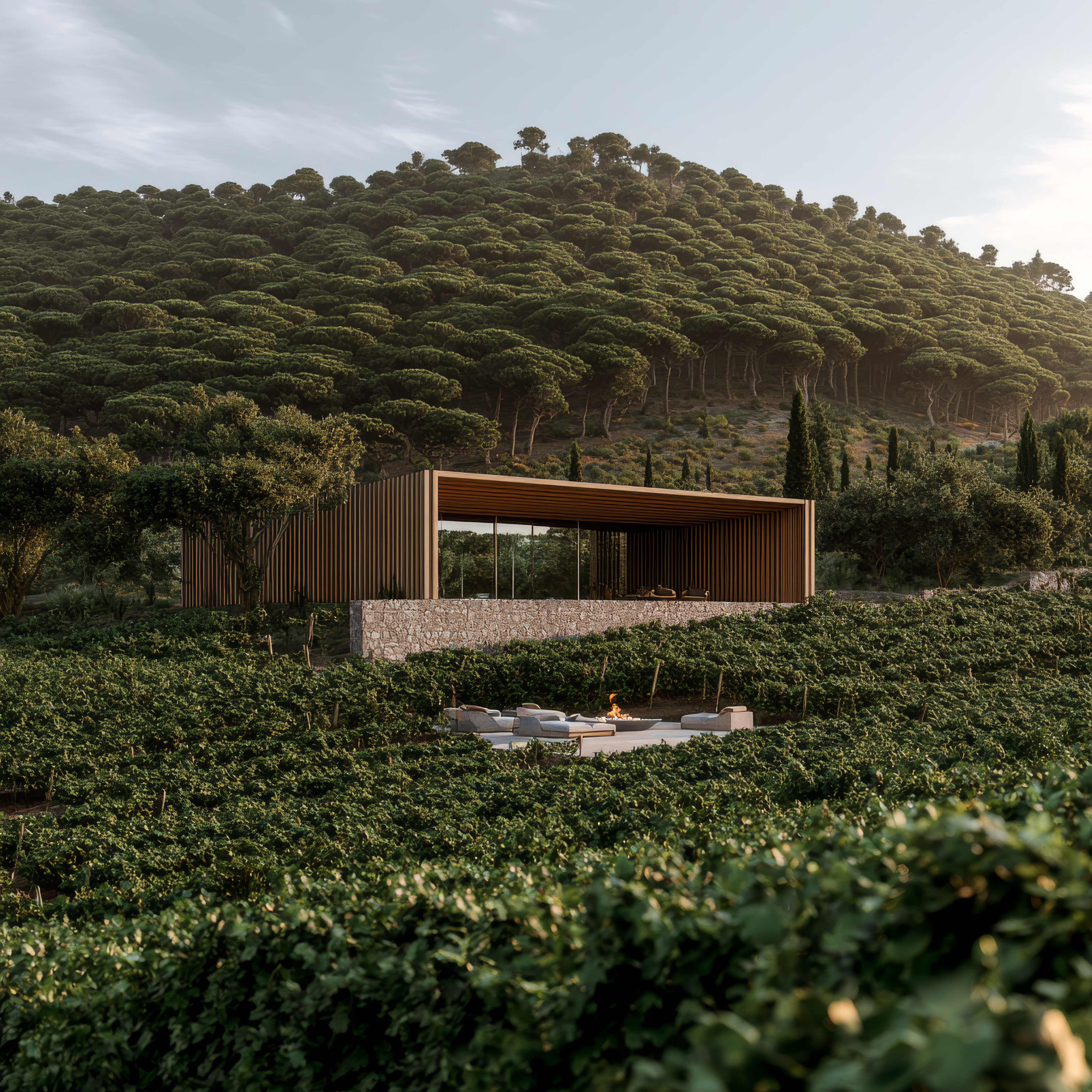 Among the Vineyards
