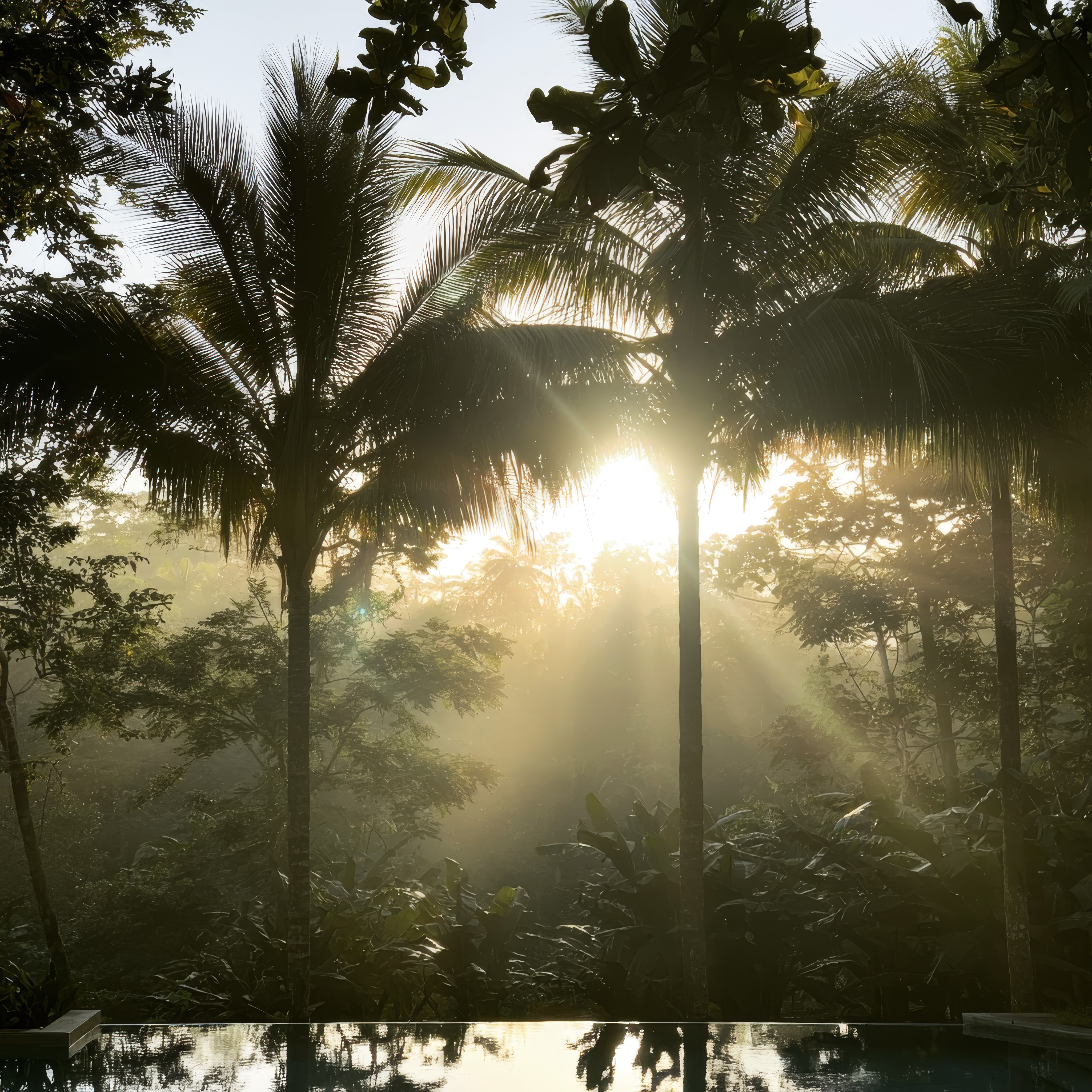 Morning Light