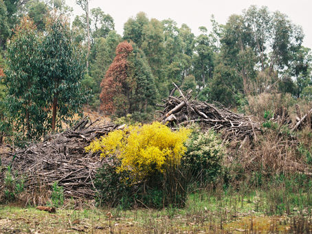 Camping in Dwellingup (Charlie's flat and Bald Hill)
