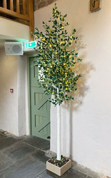 8ft Silver Birch Tree