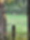 deer.jpg