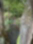 Creek 2024-5-21 b.jpg