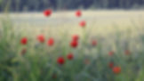Klatschmohn
