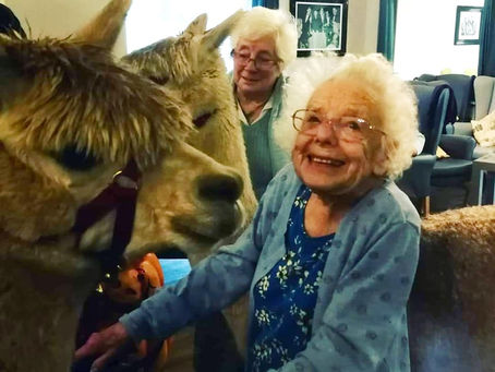 Animal Therapy and Dementia