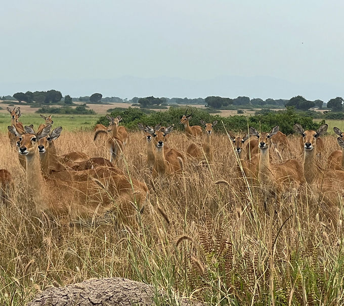 Uganda kob