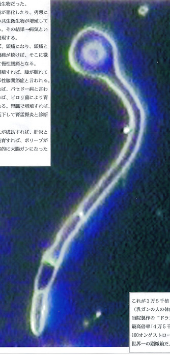 神楽坂代替医療普及会 癌 がん治療｜新宿区神楽坂 鍼灸 鍼灸院｜新宿区 不妊治療｜統合医療 代替医療 藤原良太 医師 サンパーク中ノ島クリニック｜新宿区 子宮筋腫 不妊鍼灸｜新宿区神楽坂 不妊鍼灸 はりきゅう｜新宿区 不妊鍼灸 不妊鍼灸治療｜神楽坂 不妊鍼灸 不妊鍼灸治療｜不妊治療鍼�灸院 新宿区神楽坂｜不妊治療鍼灸院 神楽坂｜不妊治療鍼灸院 新宿区｜不妊、はりきゅう｜不妊鍼灸｜不妊治療｜「新宿区の不妊鍼灸と不妊治療」｜神楽坂の不妊鍼灸・妊活・不妊治療｜神楽坂の不妊鍼灸・妊活、はりきゅう｜新宿区の不妊鍼灸院と不妊症｜新宿区神楽坂の不妊鍼灸・妊活｜新宿区神楽坂の不妊鍼灸・はりきゅう｜新宿区神楽坂の整体カイロプラクティック｜新宿区の不妊鍼灸・妊活｜眞鍋登喜子｜鍼灸妊活、神楽坂のはりきゅう｜新宿区の不妊治療・新宿区の不妊鍼灸、はりきゅう｜神楽坂の不妊治療と不妊鍼灸｜新宿区神楽坂の不妊鍼灸、新宿区の不妊不育治療と不妊鍼灸、はりきゅう｜神楽坂の不妊鍼灸と子宮筋腫・卵巣・卵管・卵子｜新宿区の不妊治療と不妊症・不妊鍼灸｜新宿区で不妊症と不妊鍼灸｜新宿区のはりきゅう 不妊 鍼灸｜藤原良太 統合医療