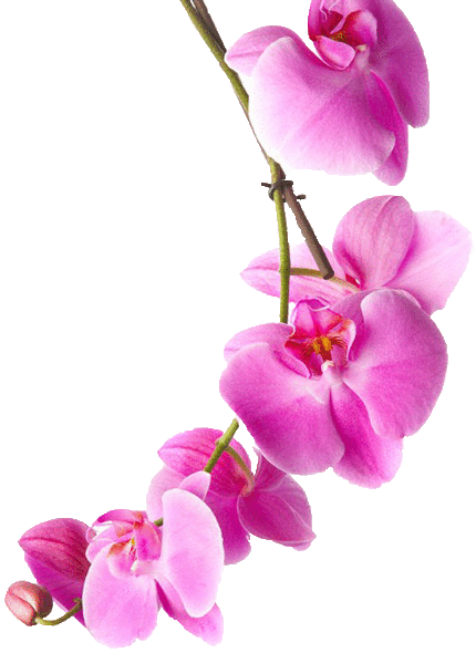 Orchidee.gif