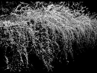 Emptiness_forsythia 124x222x10cm LED Laminate 2016.jpg