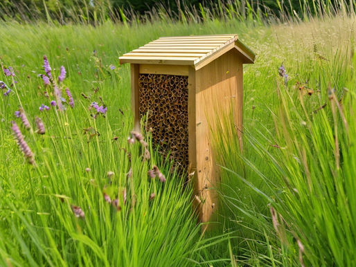 "Transforming a Small Lawn into a Lush and Inviting Pollinator Garden: A Step-by-Step Guide"