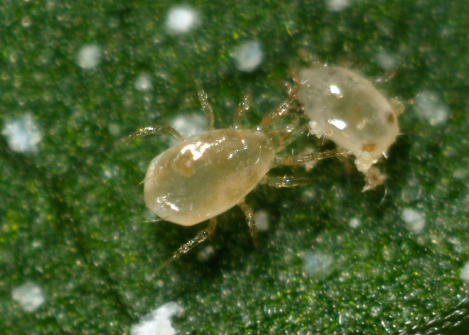 amblyseius-swirskii-predatory-mites.jpeg