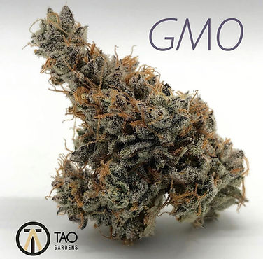 GMO.jpeg