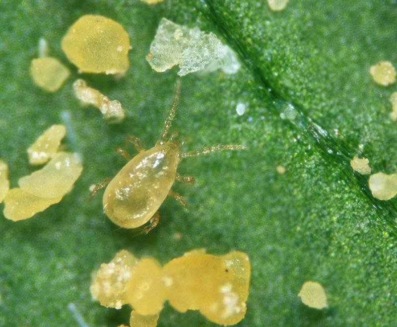 amblyseius-cucumeris-predatory-mites_f28