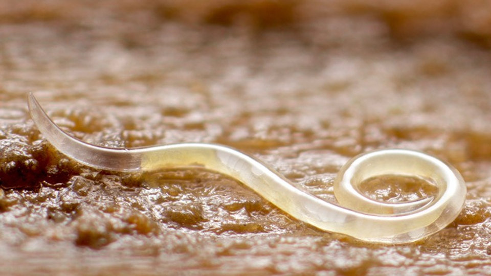 nematodes.jpeg