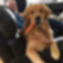dog with his owner