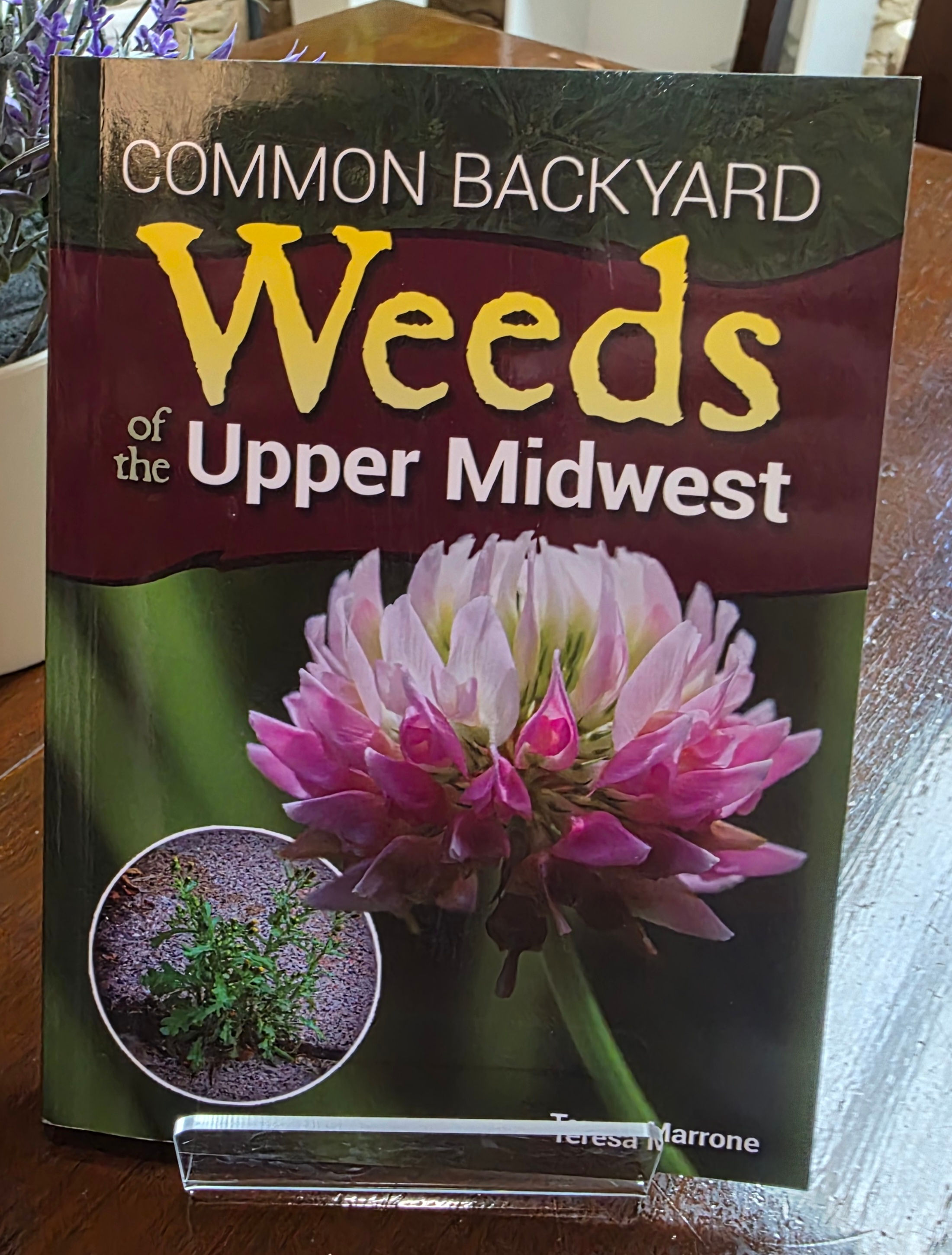 Common Backyard Weeds