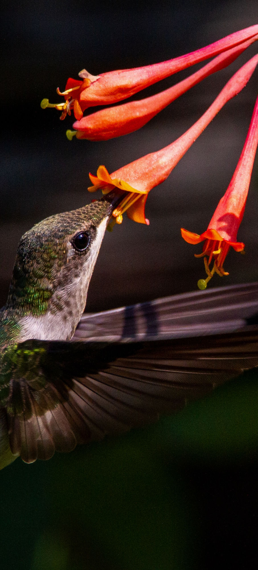 A ruby-throated hummingbird gathering ne