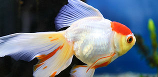 金魚