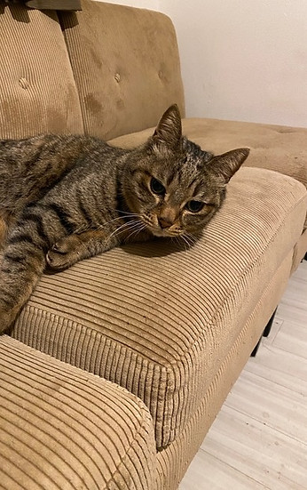 はんず ねこ
