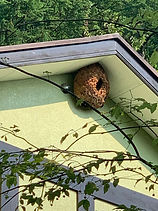 樹木・外構に関する防除