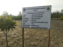 mangrove.jpg