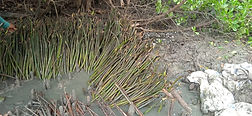 mangrove.jpg