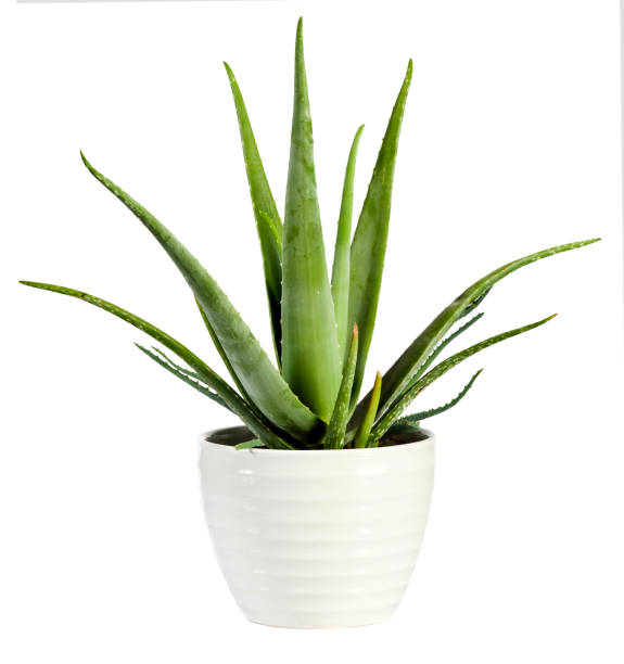 ree