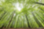 bokskog_pangfoto_se_Q2A6537.jpg