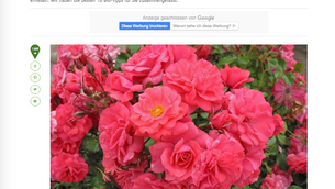 10 BioTipps für gesunde Rosen