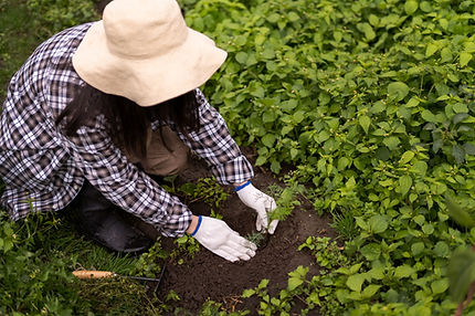 high-angle-woman-taking-care-plants.png
