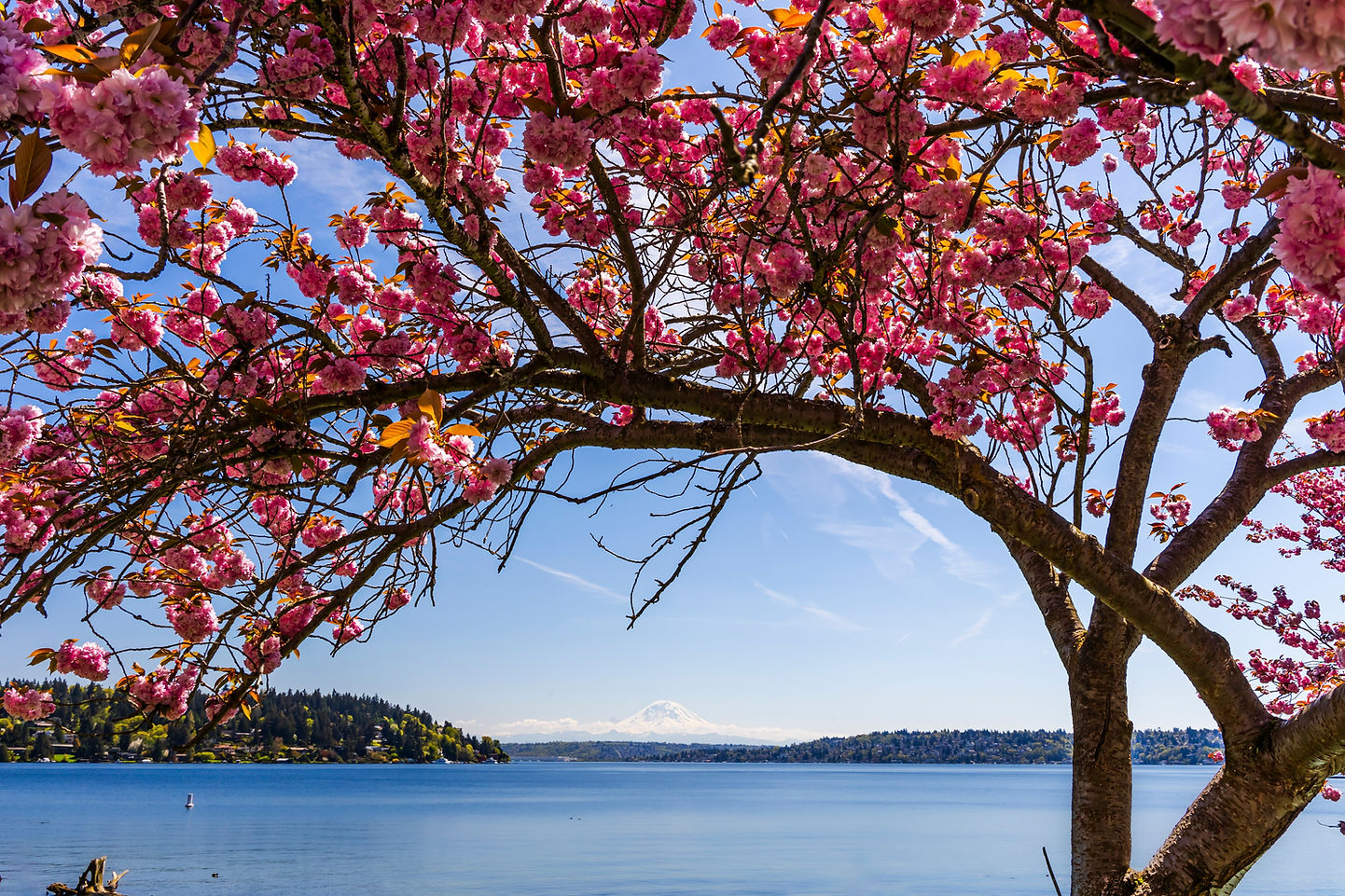 Spring blooming cherry blossoms in Seward park with blue sky background..jpg