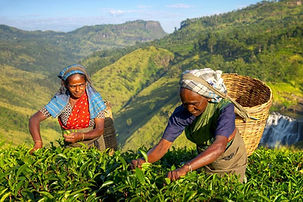 Tea Country Hills