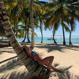 Palm Tree