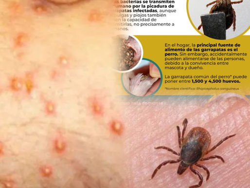 Seis muertes por rickettsiosis en Ensenada