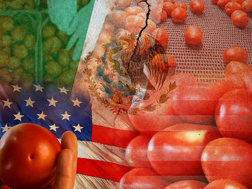 Imponen arancel del 17% al tomate mexicano tras fin de acuerdo