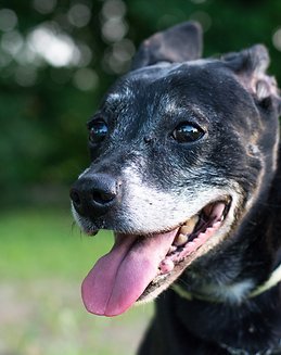 Old dog.png