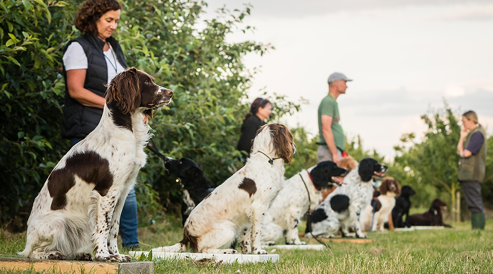 Spaniel TrainingBg copy.png