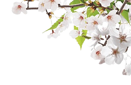 imgi_189_png-transparent-angel-a-touch-of-peach-angle-photography-branch-removebg-preview.