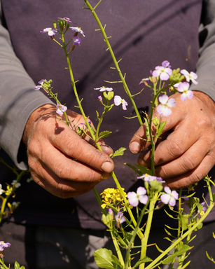 Sovescio di leguminose: perché è così efficace?