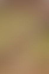 La potatura della vite: il primo passo verso la vendemmia