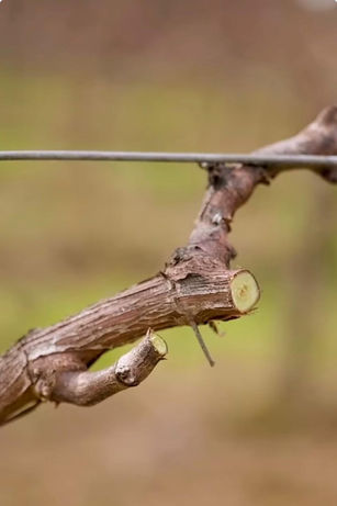 La potatura della vite: il primo passo verso la vendemmia