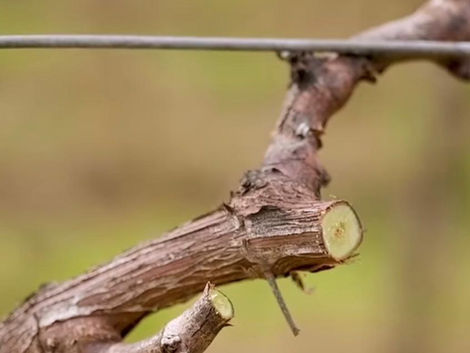 La potatura della vite: il primo passo verso la vendemmia