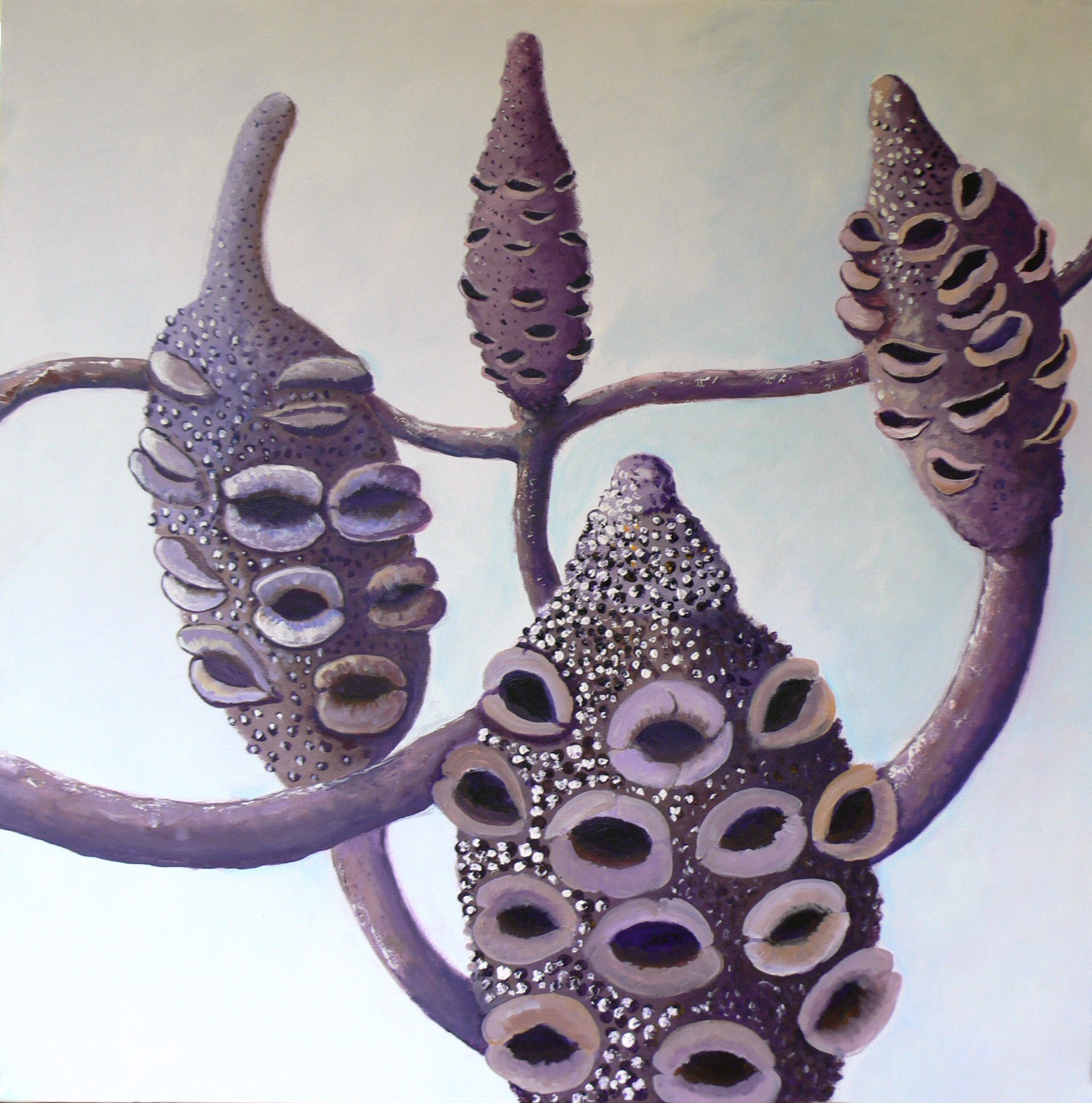 BANKSIA GRANDIS SEED PODS