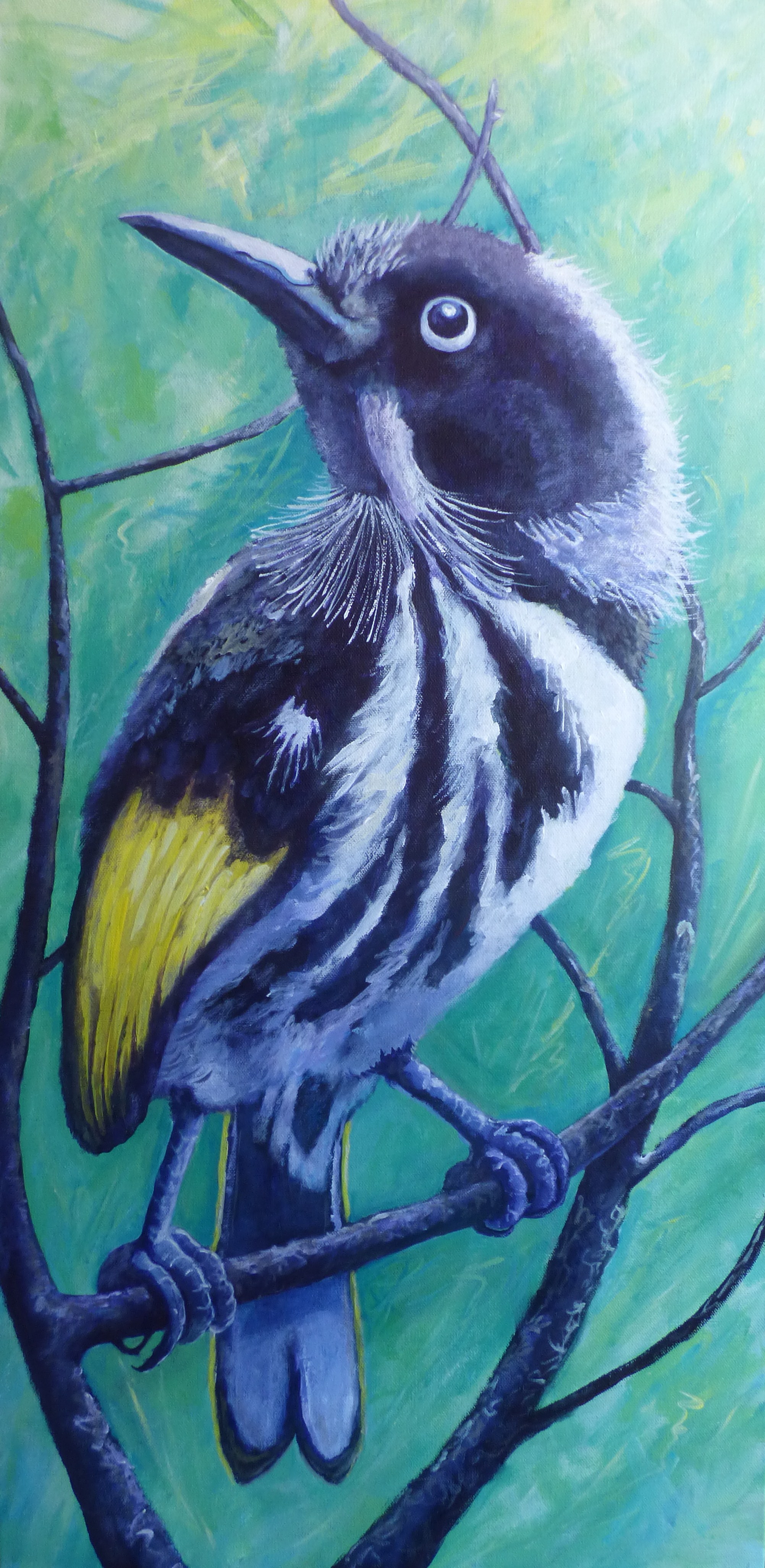 New Holland Honeyeater