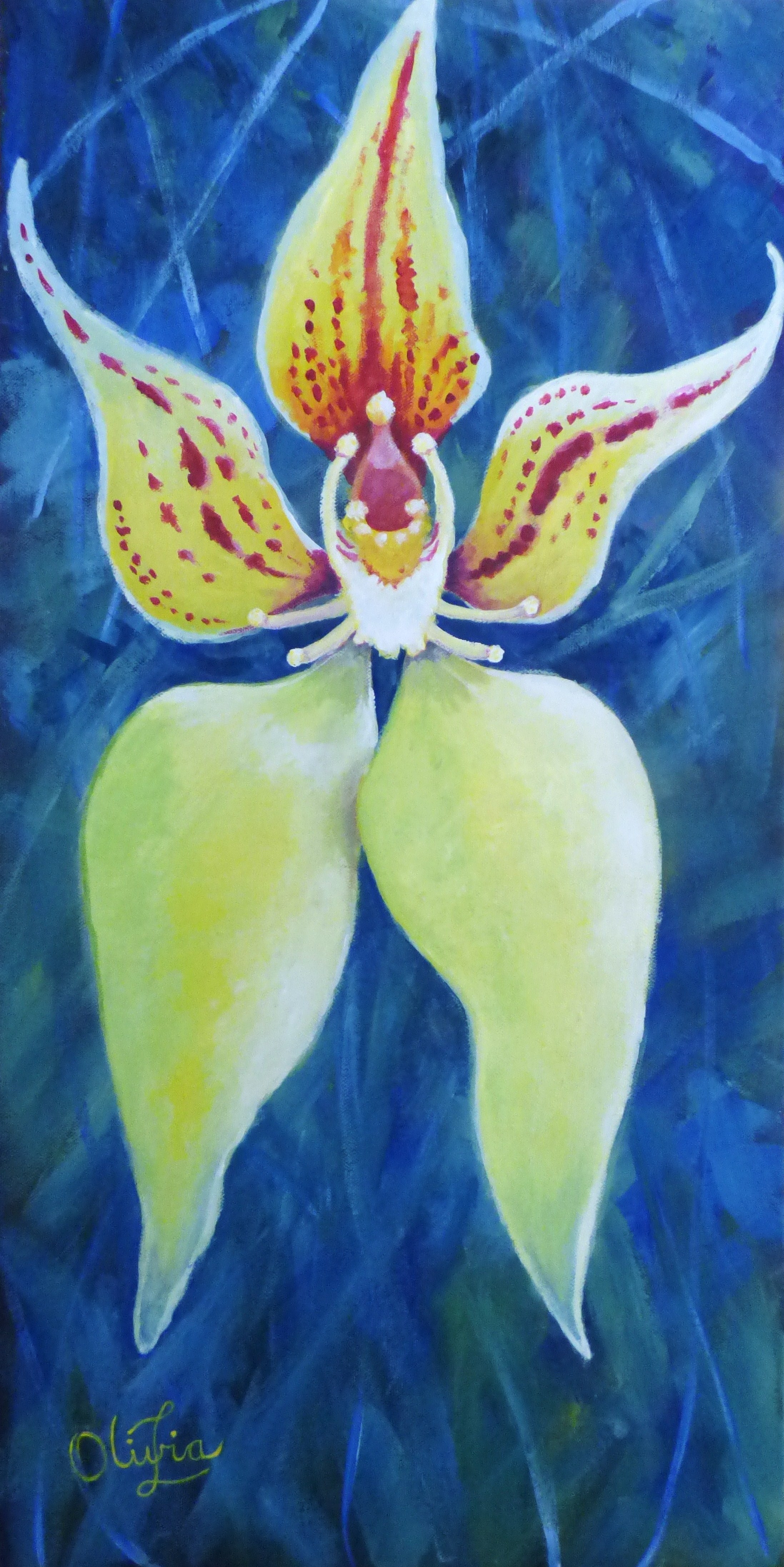 Cowslip Orchid
